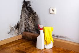 Denver City, TX Mold Removal Services Company